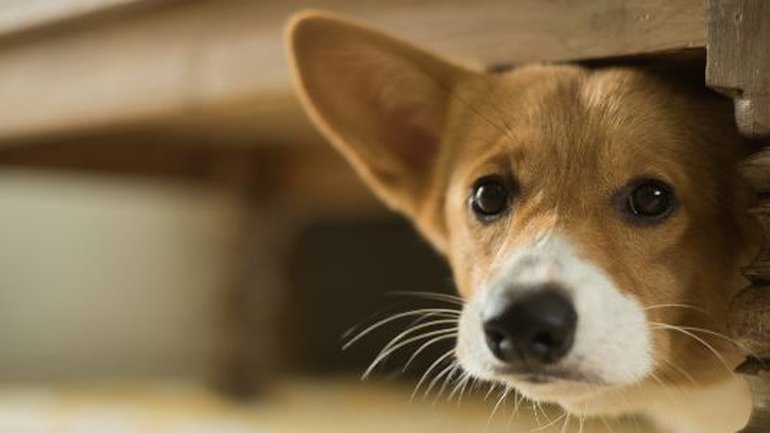 Pourquoi avez-vous peur ?