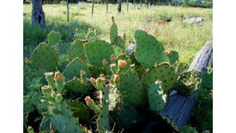« Mais qui m’a fait pousser ces cactus ?! »
