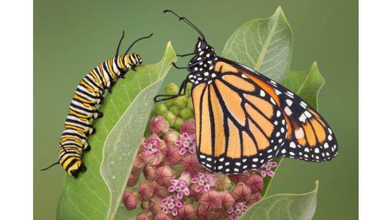 Chenille ou papillon ?