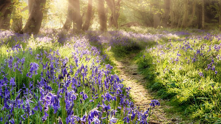 Il y aura encore des fleurs sur ton chemin !