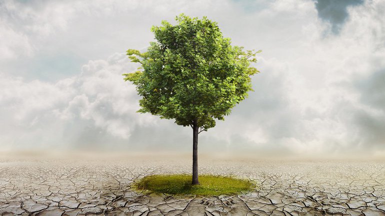 Si j’étais un arbre, je serais…