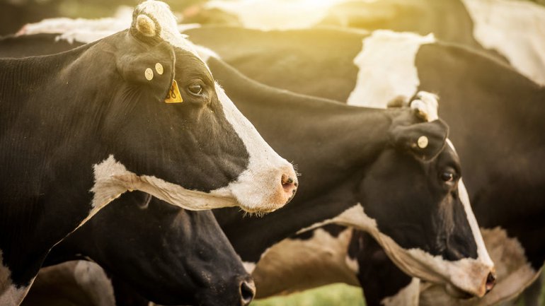 Vaches grasses et vaches maigres !