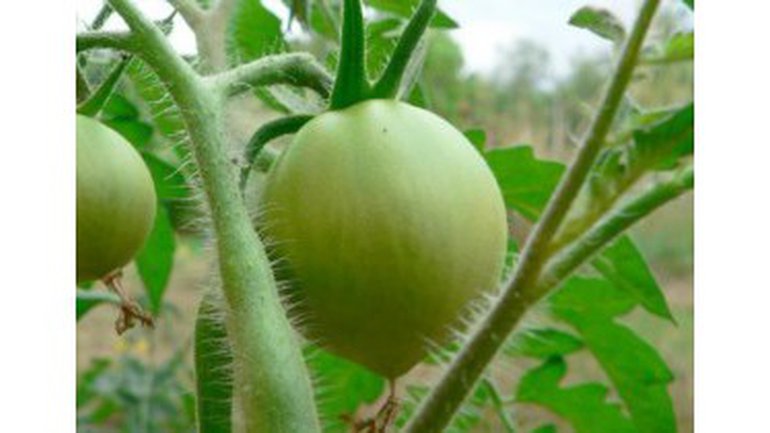 Une graine de tomate dans le monde moderne