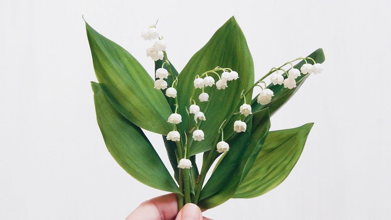 Ne sois pas comme le muguet : aussi toxique que magnifique !!!