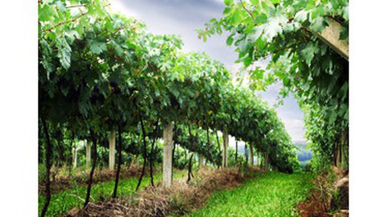 Quand les méchants triomphent...