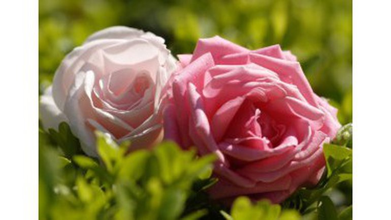 Le bouquet de Dieu