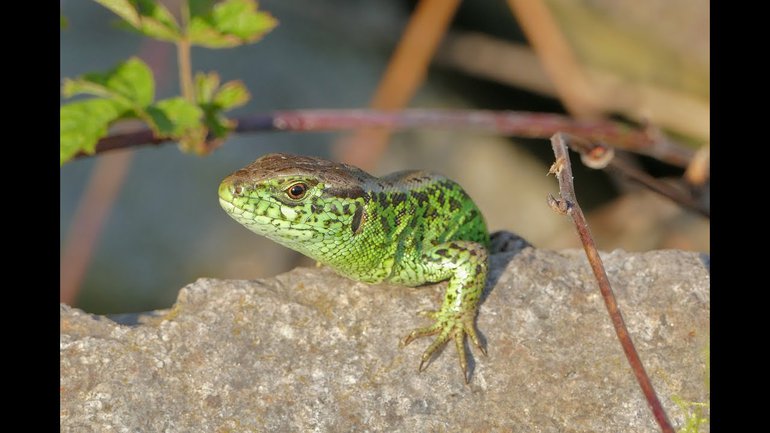La parabole du petit lézard
