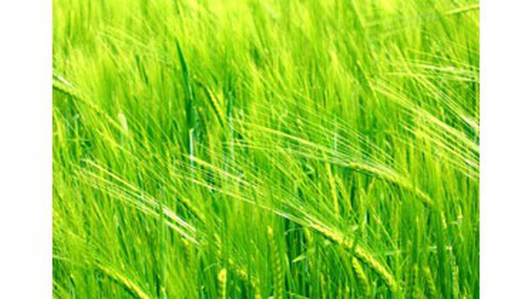 Le libre don de Dieu