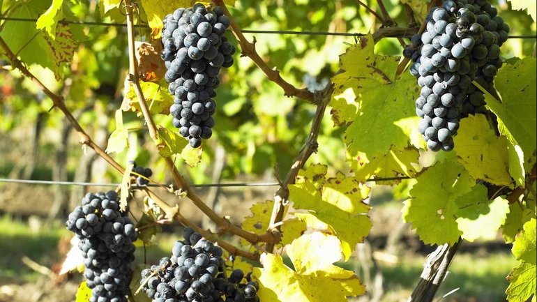 Perles du Grec Biblique 3 - Retrancher