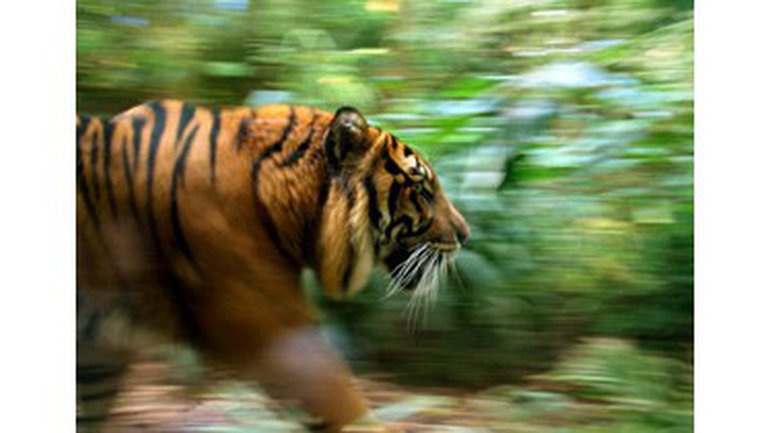 Le syndrome du tigre