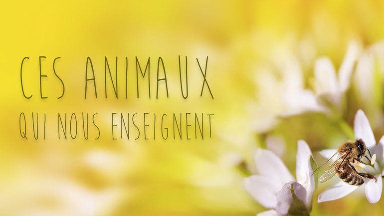 Ces animaux qui nous enseignent