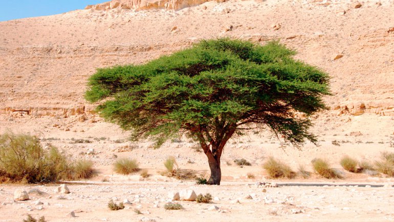 L’acacia, bois du tabernacle