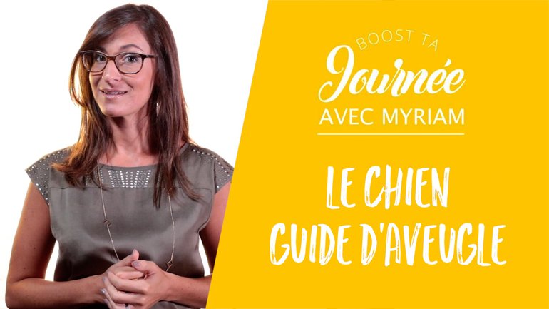 Le chien guide d'aveugle