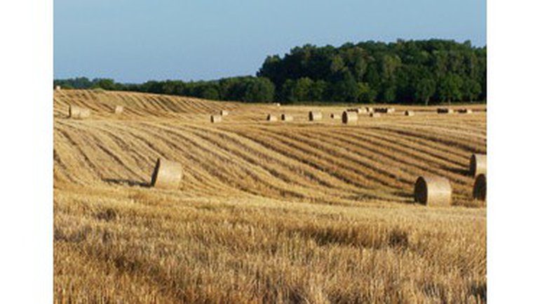 Le figuier maudit a-t-il parlé ? Et pourquoi des figues hors saison ?