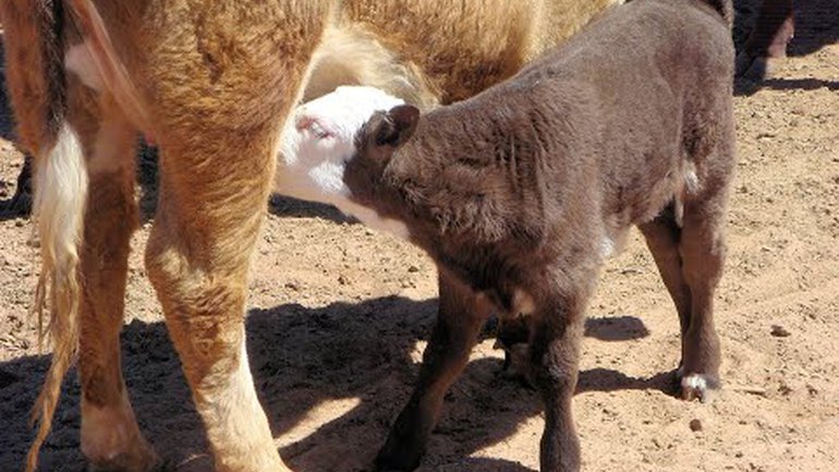 Retrouver le bon goût du lait maternel de Dieu !