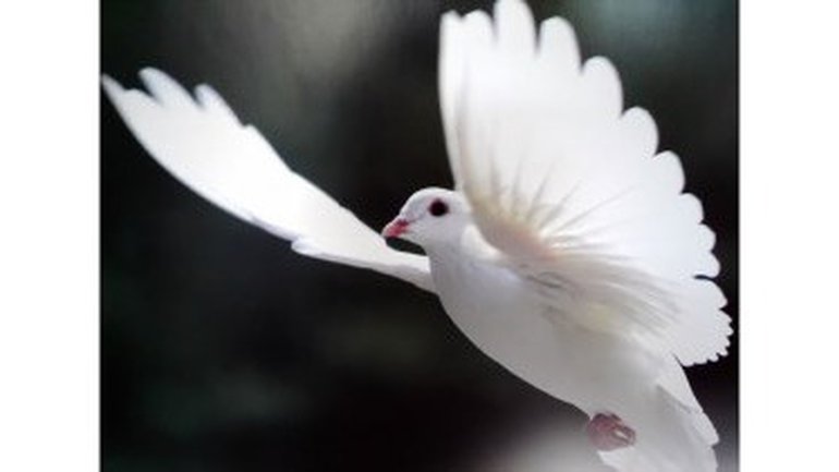 A l'abri de tes ailes