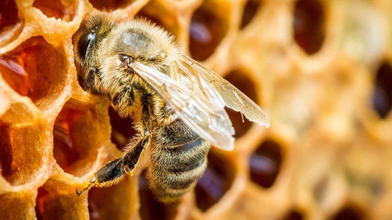 Les abeilles, ouvrières acharnées !